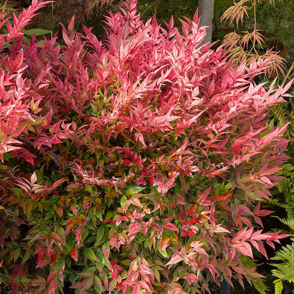 Himmelsbambus 'Gulf Stream' - Nandina domestica Gulf Stream