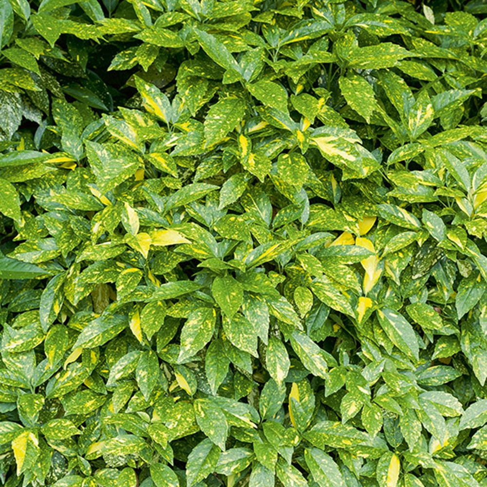 Japanische Aukube - Aucuba japonica variegata - Terrasse balkon