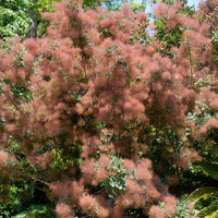 Perückenstrauch - Cotinus coggygria - Gartenpflanzen