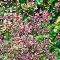 Lophomyrtus Purpurea Nana - Lophomyrtus ralphii 'purpurea nana' - Terrasse balkon