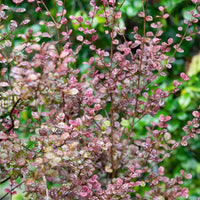 Lophomyrtus Purpurea Nana - Bakker