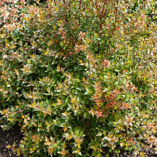 Abelia Sherwood - Abelia grandiflora 'sherwood' - Gartenpflanzen