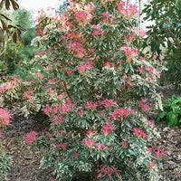 Bunte Lavendelheide - Pieris 'flaming silver' - Terrasse balkon