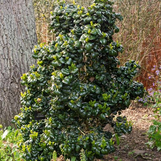 Japanischer Liguster - Ligustrum japonicum 'rotundifolium' - Gartenpflanzen