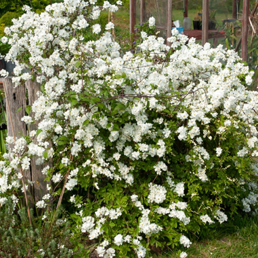 Prunkspiere - Exochorda macrantha 'the bride' - Gartenpflanzen
