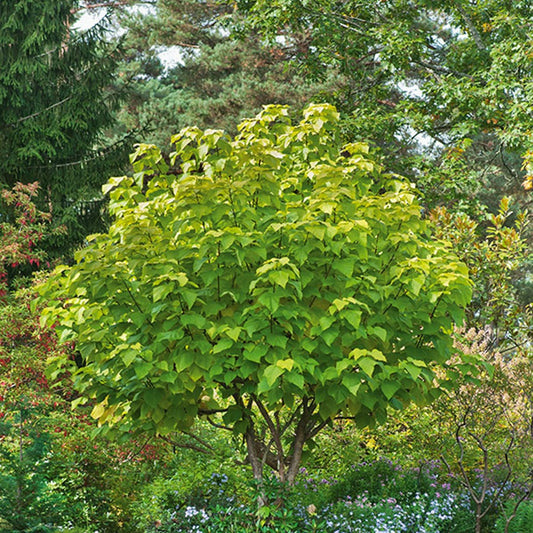 Gelbe Trompetenbaum - Catalpa bignonioides aurea - Gartenpflanzen