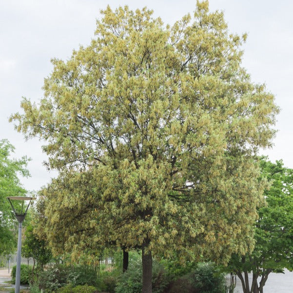 Steineiche - Quercus ilex
