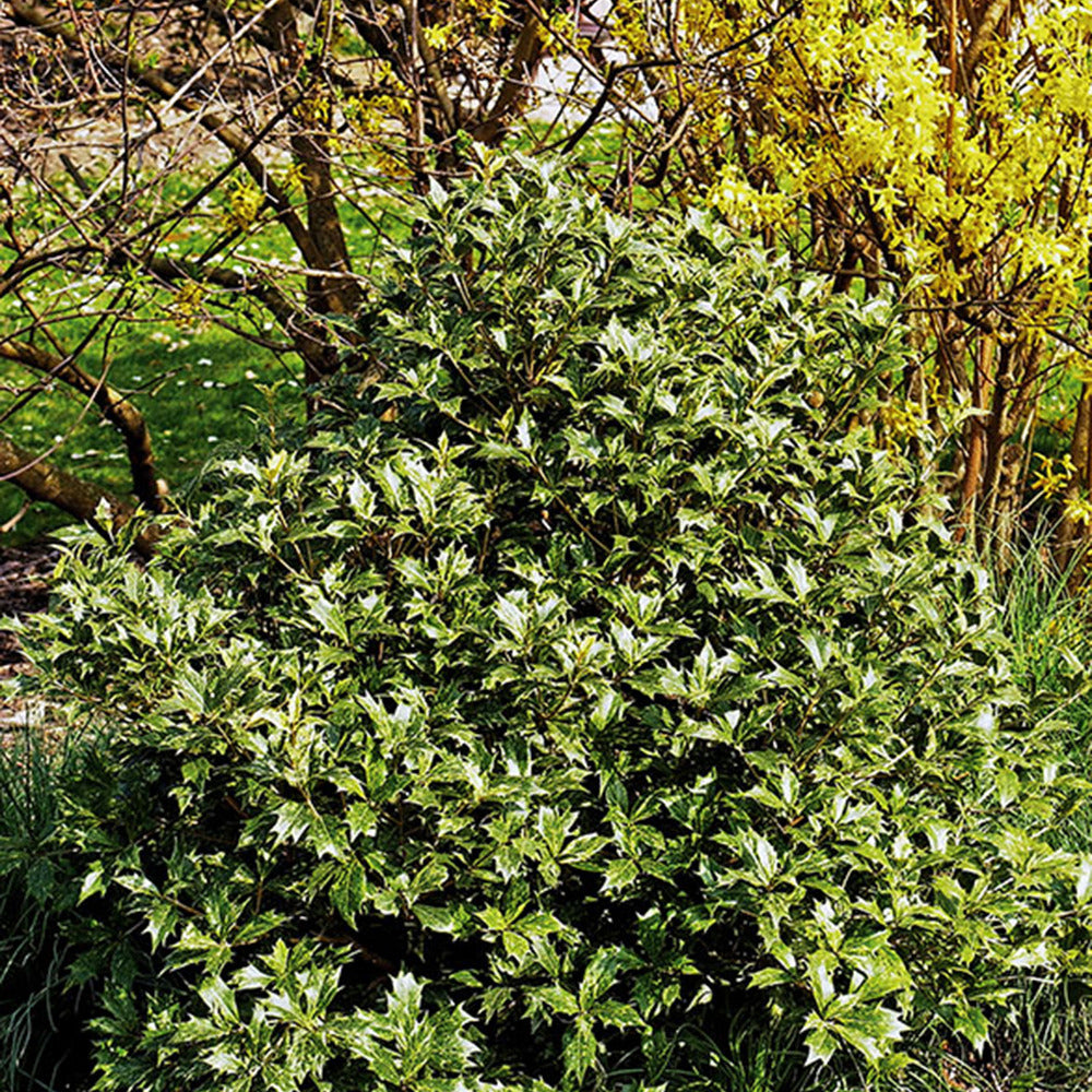 Duftblüte - Osmanthus heterophyllus - Terrasse balkon