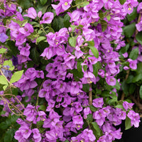 Bougainvillea - Drillingsblume violet - Bougainvillea purple