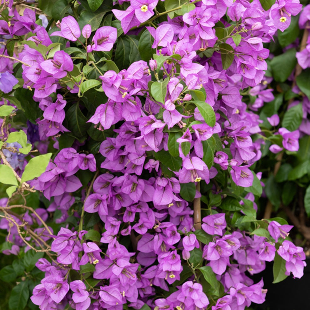 Bougainvillea - Drillingsblume violet - Bougainvillea purple