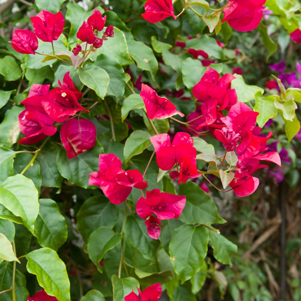 Drillingsblume rot - Bougainvillea red - Gartenpflanzen