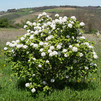 Viburnum carlesii - Koreanischer Duftschneeball - Viburnum