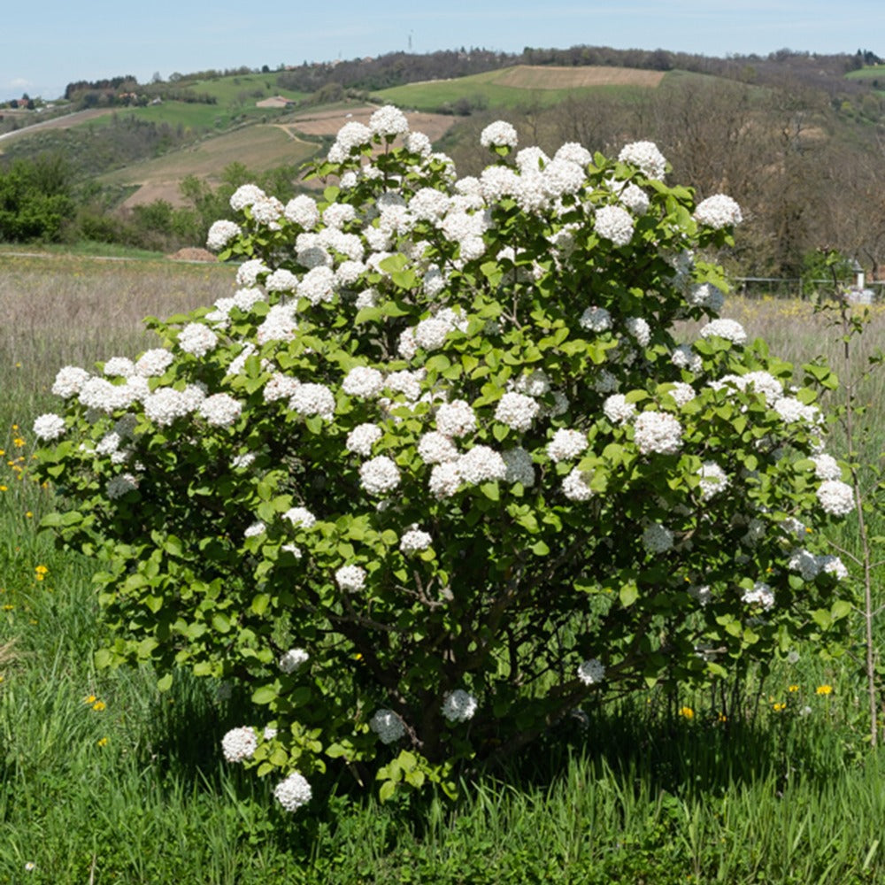 Koreanischer Duftschneeball - Viburnum carlesii - Gartenpflanzen