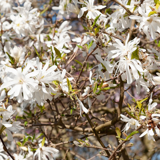 Stern-Magnolie - Magnolia stellata 'royal star' - Gartenpflanzen