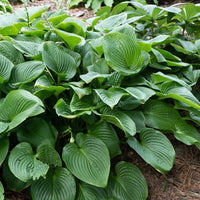 Grünblättrige Riesen-Funkie - Hosta elata - Bakker