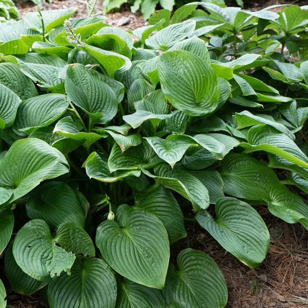 Grünblättrige Riesen-Funkie - Hosta elata - Gartenpflanzen