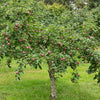 Apfelbaum Melrose - Malus domestica melrose - Obstbäume