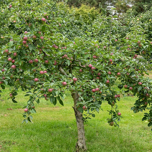 Apfelbaum Melrose - Malus domestica melrose - Obst
