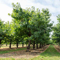 Kirsche Bigareau Van - Prunus avium bigareau van - Obst