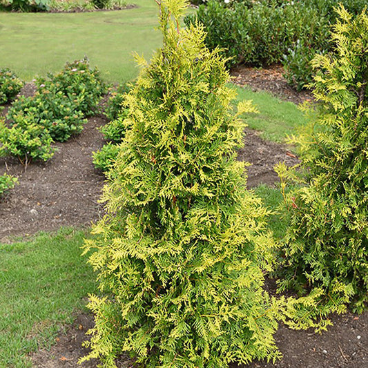 Lebensbaum  - Thuja occidentalis golden smaragd - Gartenpflanzen