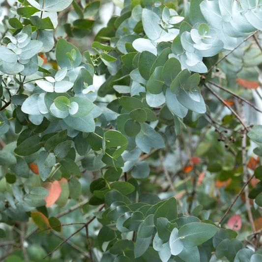 Silber-Dollar-Eukalyptus - Eucalyptus cinerea ‘silver dollar’ extra - Gartenpflanzen