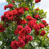 Rose Sympathie® - Bakker