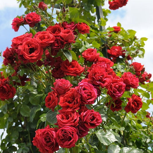 Rose Sympathie® - Rosa sympathie® - Gartenpflanzen