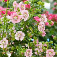 Kapmalve - Anisodontea capensis - Bakker