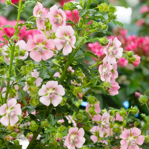 Kapmalve - Anisodontea capensis - Terrasse balkon