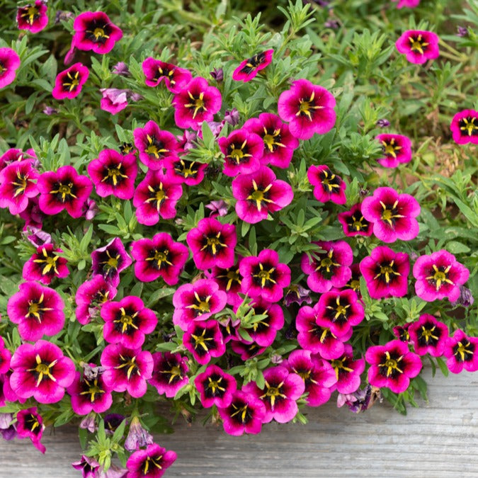 Zauberglöckchen Good Night Kiss (x3) - Calibrachoa cabaret® 'good night kiss' - Terrasse balkon