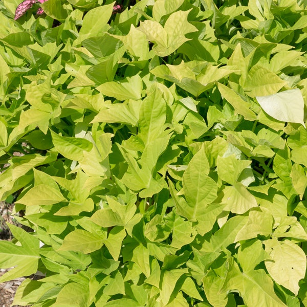 Grüne Süßkartoffel (x3) - Ipomoea batatas 'sweet caroline green' - Gartenpflanzen