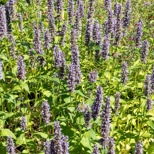 Agastache Black Adder - Agastache 'black adder' - Stauden