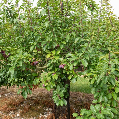 Pflaumenbaum Stanley - Prunus domestica 'stanley' - Obstbäume