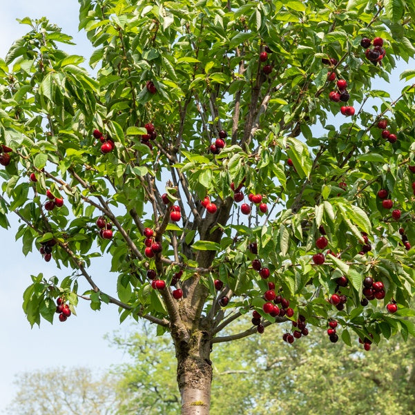 Kirsche Birageau Hedelfingen - Prunus avium 'hedelfingen' - Obstbäume