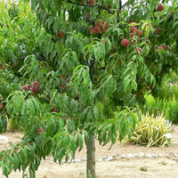 Pfirsich Dixi Red - Prunus persica 'dixi red' - Obstbäume