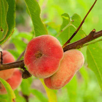 Pfirsichbaum Platicarpa - Prunus persica 'platycarpa' - Obst