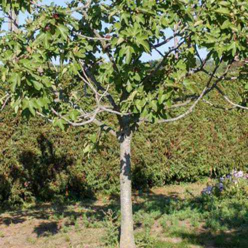 Fiorone-Feigenbaum - Ficus carica 'fiorone' - Obst