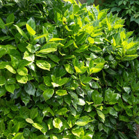 Japanische Aukube Rozannie - Aucuba japonica 'rozannie' - Gartenpflanzen