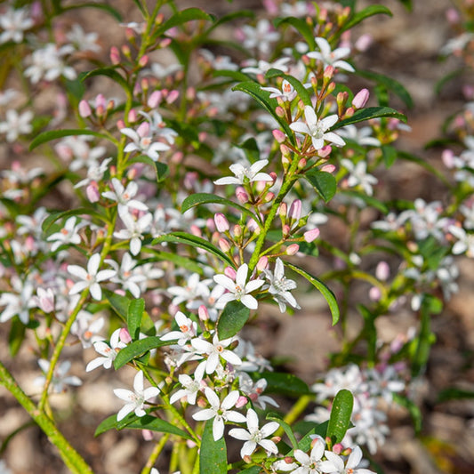 Wachs-Blume - Eriostemon myoporoides (philotheca) - Gartenpflanzen