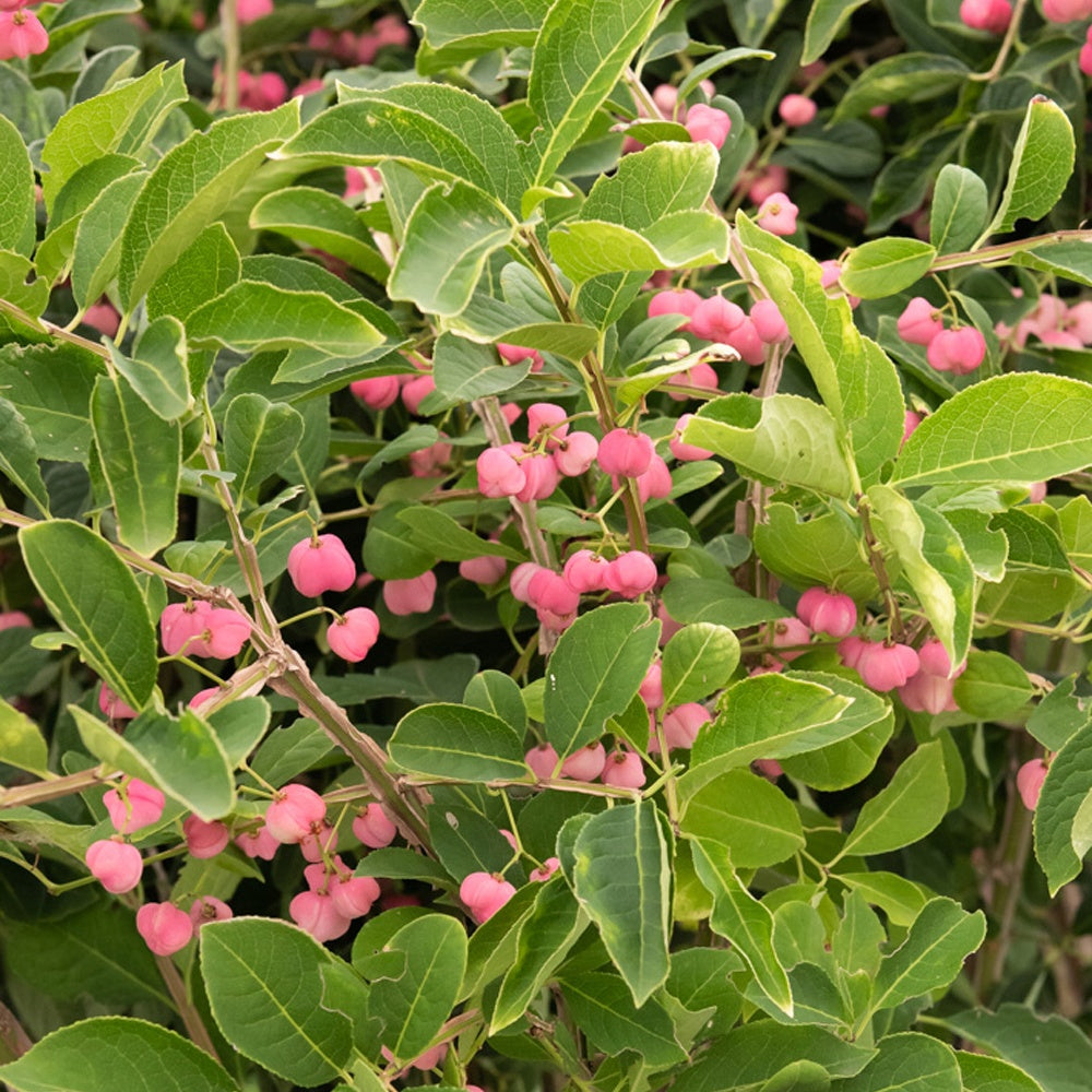 Pfaffenhütchen - Euonymus phellomanus - Gartenpflanzen