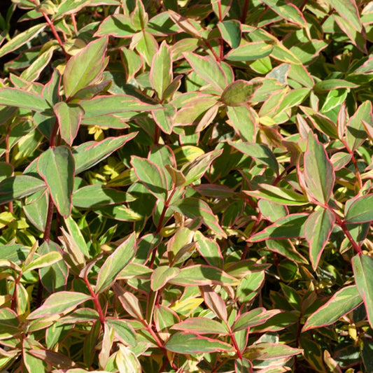 Johanniskraut Tricolor - Hypericum x moserianum 'tricolor' - Gartenpflanzen