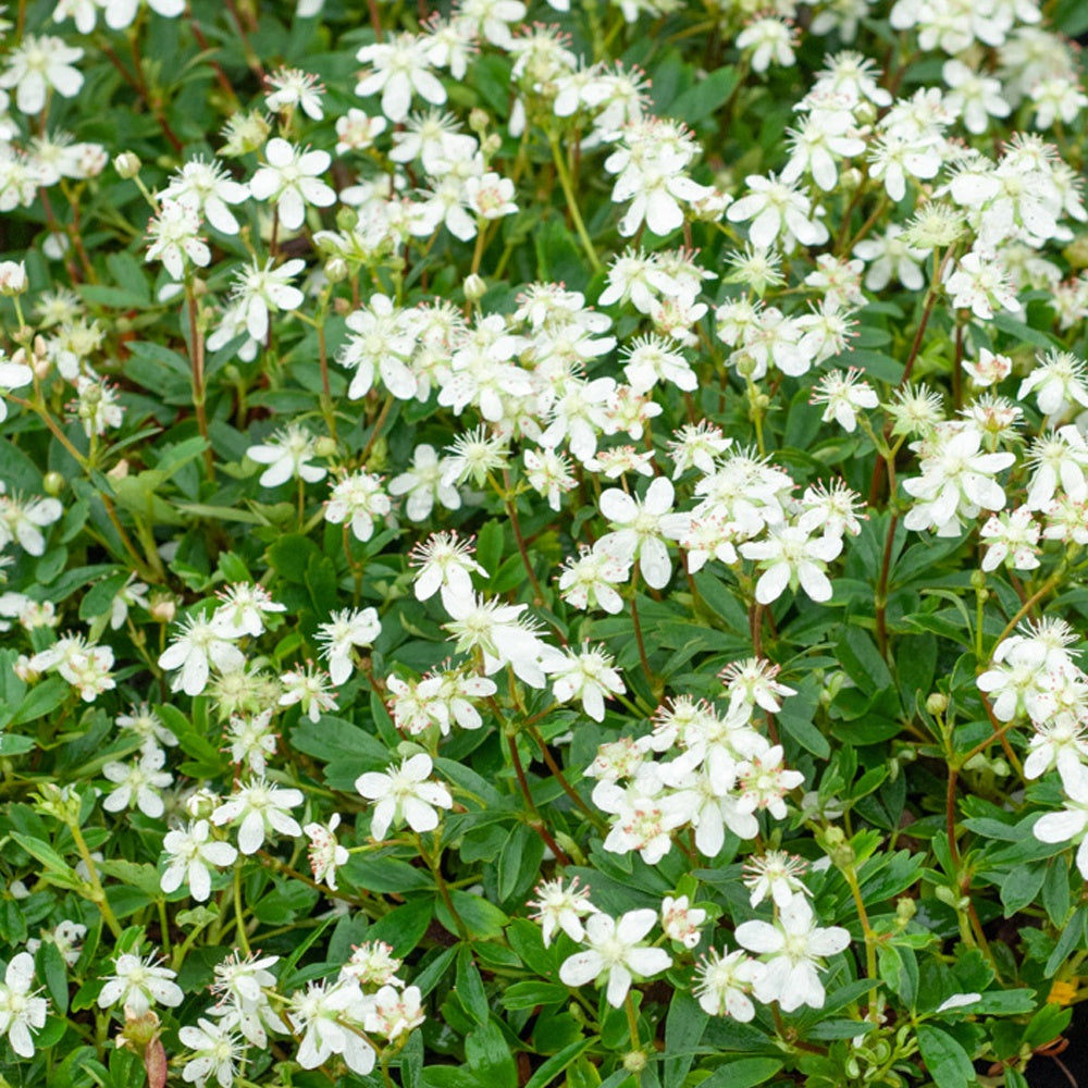 Fingerstrauch 'Nuuk' - Potentilla tridentata 'nuuk' - Gartenpflanzen