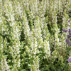 Salbei weiß - Salvia nemorosa sensation white - Gartenpflanzen