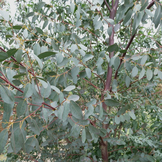 Eukalyptus - Eucalyptus parviflora - Gartenpflanzen