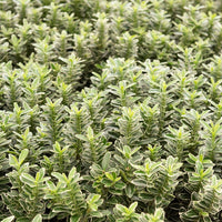Japanischer Spindelstrauch Microphyllus Albovariegatus (x3) - Bakker