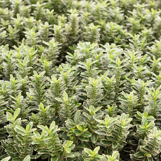 Japanischer Spindelstrauch Microphyllus Albovariegatus - Bakker