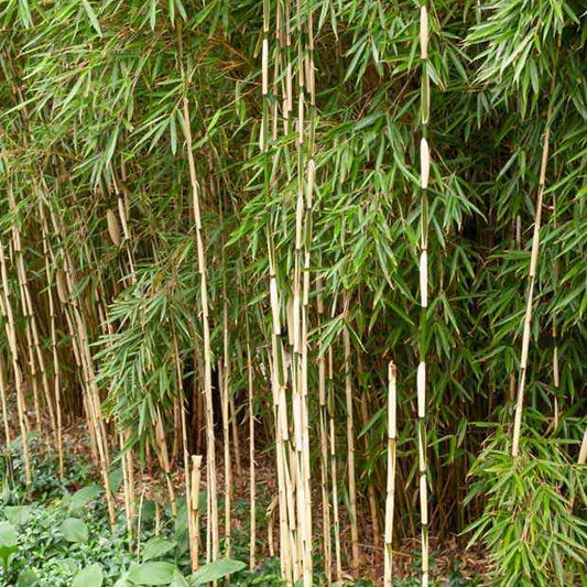 Bambus Pingwu - Fargesia robusta 'pingwu' - Gartenpflanzen