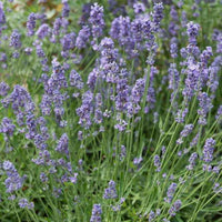 Lavendel Dutch - Lavandula x intermedia 'dutch' - Gartenpflanzen