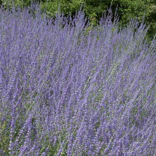 Kleine Blauraute Little Spire ® - Bakker