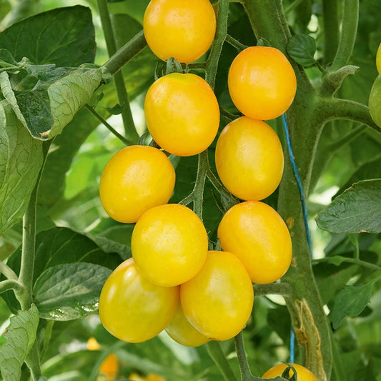 Kirschtomate Gusta Mini Yellow F1 Pflanzen - Solanum lycopersicum gusta mini yellow f1 - Gemüsegarten